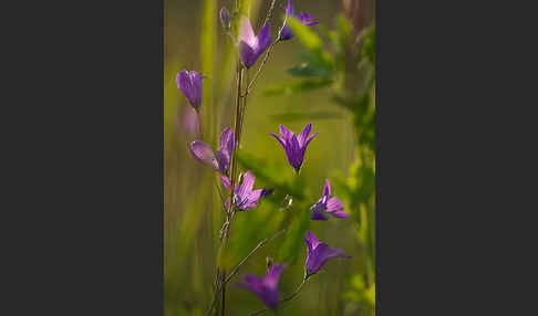 Wiesen-Glockenblume (Campanula patula)