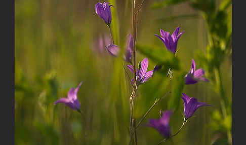 Wiesen-Glockenblume (Campanula patula)