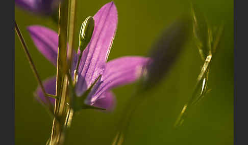 Wiesen-Glockenblume (Campanula patula)