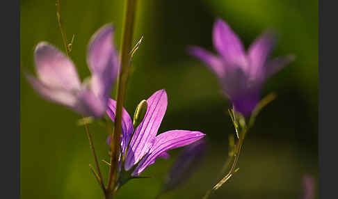 Wiesen-Glockenblume (Campanula patula)