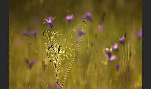 Wiesen-Glockenblume (Campanula patula)