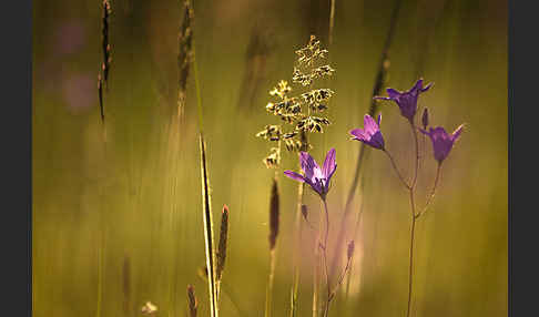 Wiesen-Glockenblume (Campanula patula)