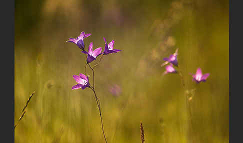 Wiesen-Glockenblume (Campanula patula)