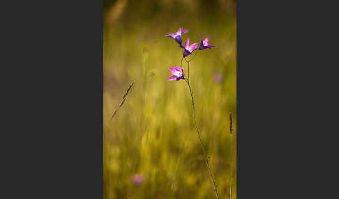 Wiesen-Glockenblume (Campanula patula)