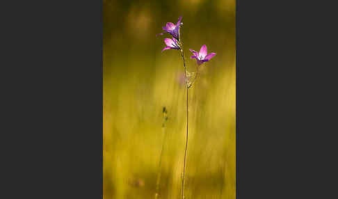 Wiesen-Glockenblume (Campanula patula)