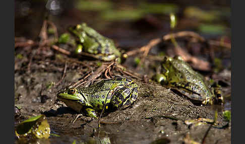 Teichfrosch (Pelophylax kl. esculentus)