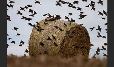 Star (Sturnus vulgaris)