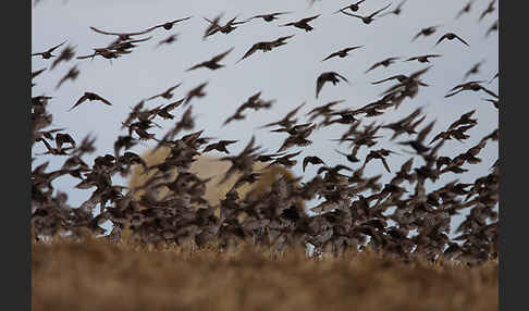 Star (Sturnus vulgaris)