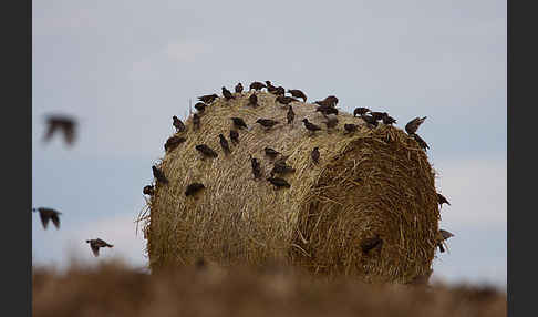 Star (Sturnus vulgaris)