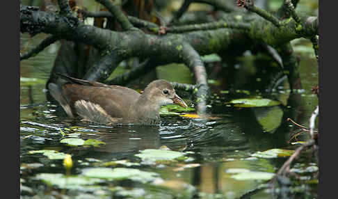 Teichralle (Gallinula chloropus)