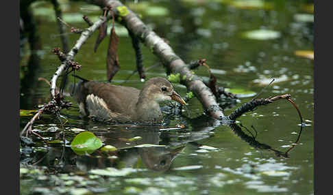 Teichralle (Gallinula chloropus)