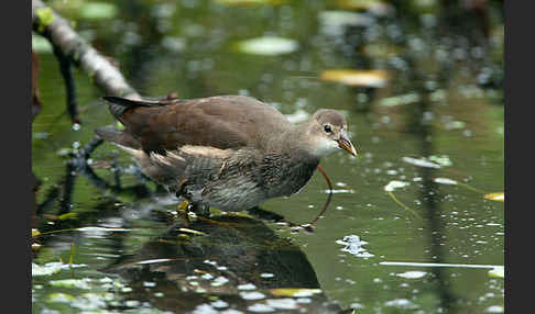 Teichralle (Gallinula chloropus)