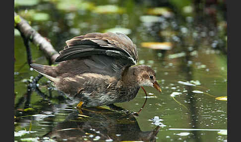 Teichralle (Gallinula chloropus)