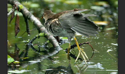 Teichralle (Gallinula chloropus)