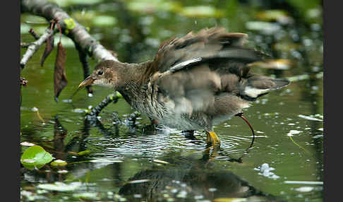 Teichralle (Gallinula chloropus)