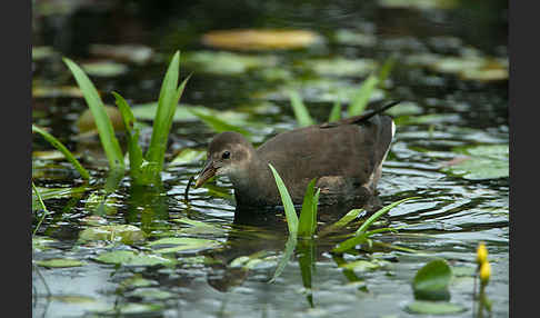 Teichralle (Gallinula chloropus)