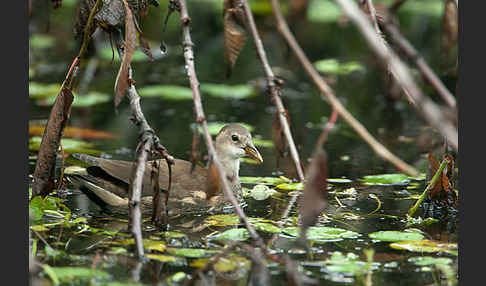 Teichralle (Gallinula chloropus)