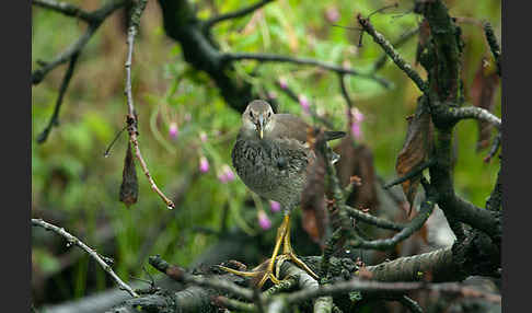 Teichralle (Gallinula chloropus)