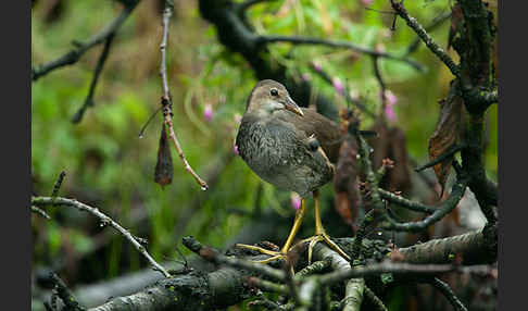 Teichralle (Gallinula chloropus)