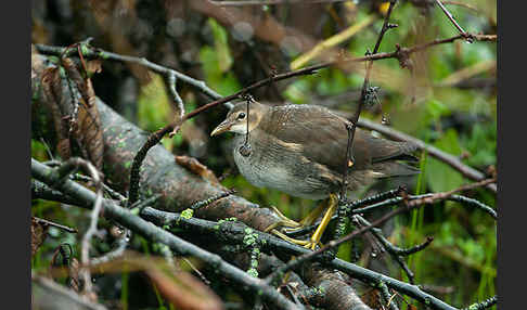 Teichralle (Gallinula chloropus)