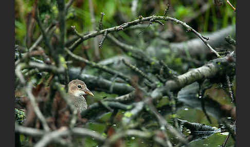 Teichralle (Gallinula chloropus)