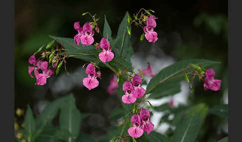 Drüsiges Springkraut (Impatiens glandulifera)