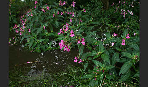 Drüsiges Springkraut (Impatiens glandulifera)