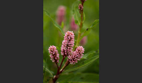 Wasser-Knöterich (Persicaria amphibia)