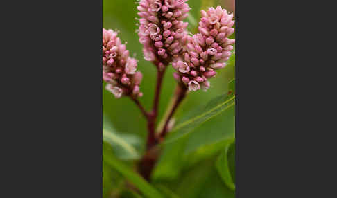 Wasser-Knöterich (Persicaria amphibia)