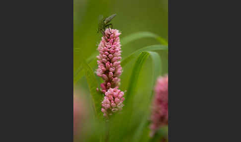 Wasser-Knöterich (Persicaria amphibia)