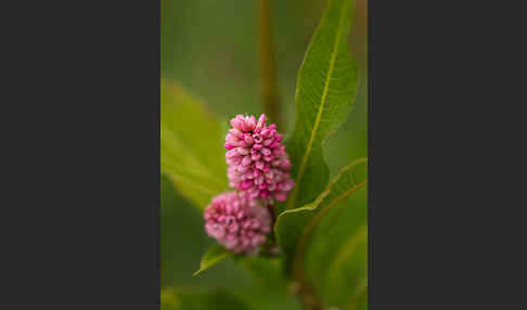 Wasser-Knöterich (Persicaria amphibia)