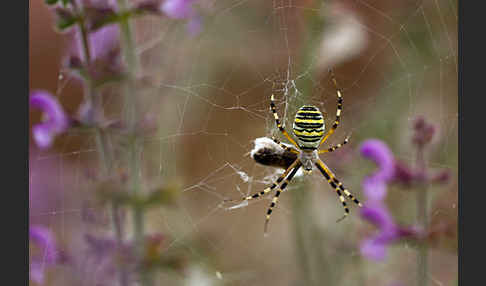 Wespenspinne (Argiope bruennichi)