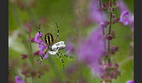 Wespenspinne (Argiope bruennichi)