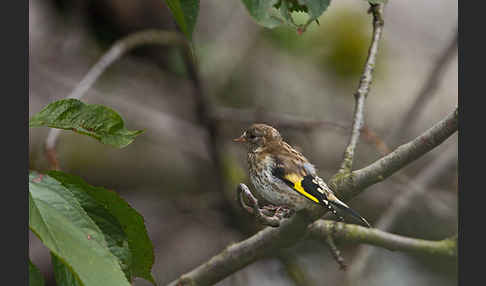 Stieglitz (Carduelis carduelis)