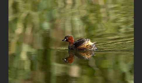 Zwergtaucher (Tachybaptus ruficollis)