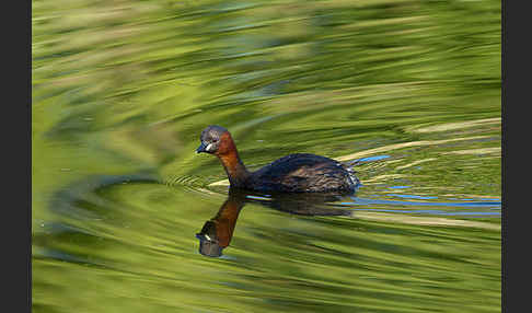 Zwergtaucher (Tachybaptus ruficollis)