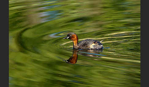 Zwergtaucher (Tachybaptus ruficollis)