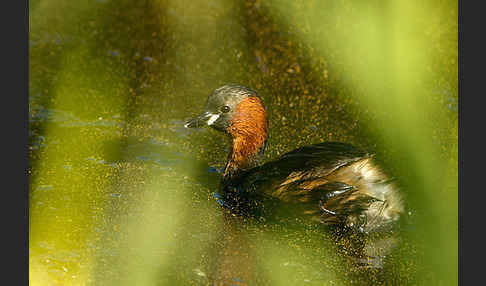 Zwergtaucher (Tachybaptus ruficollis)