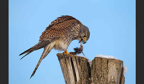 Turmfalke (Falco tinnunculus)