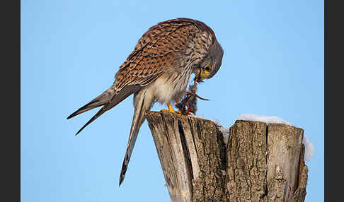 Turmfalke (Falco tinnunculus)