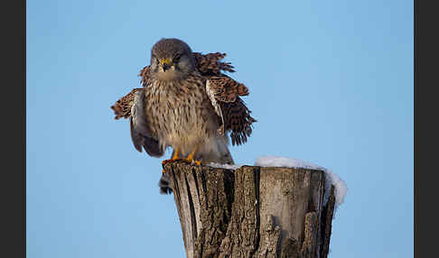 Turmfalke (Falco tinnunculus)