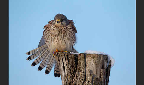 Turmfalke (Falco tinnunculus)