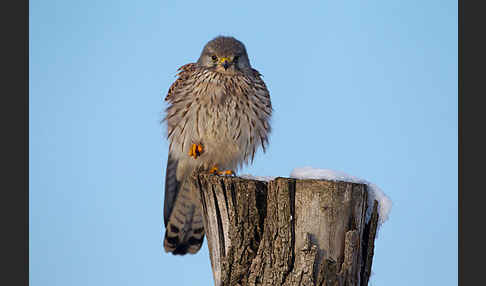 Turmfalke (Falco tinnunculus)