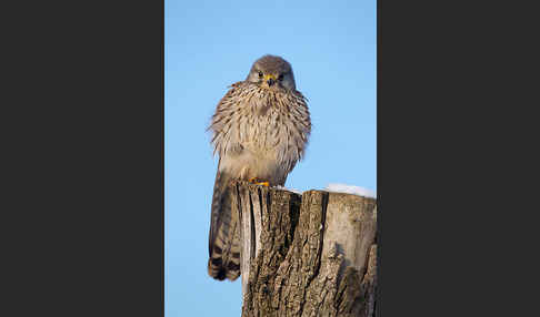 Turmfalke (Falco tinnunculus)