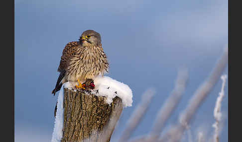 Turmfalke (Falco tinnunculus)