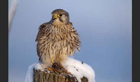 Turmfalke (Falco tinnunculus)