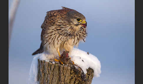 Turmfalke (Falco tinnunculus)