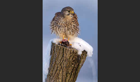 Turmfalke (Falco tinnunculus)