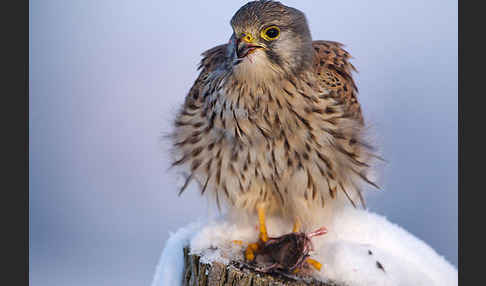 Turmfalke (Falco tinnunculus)