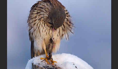 Turmfalke (Falco tinnunculus)